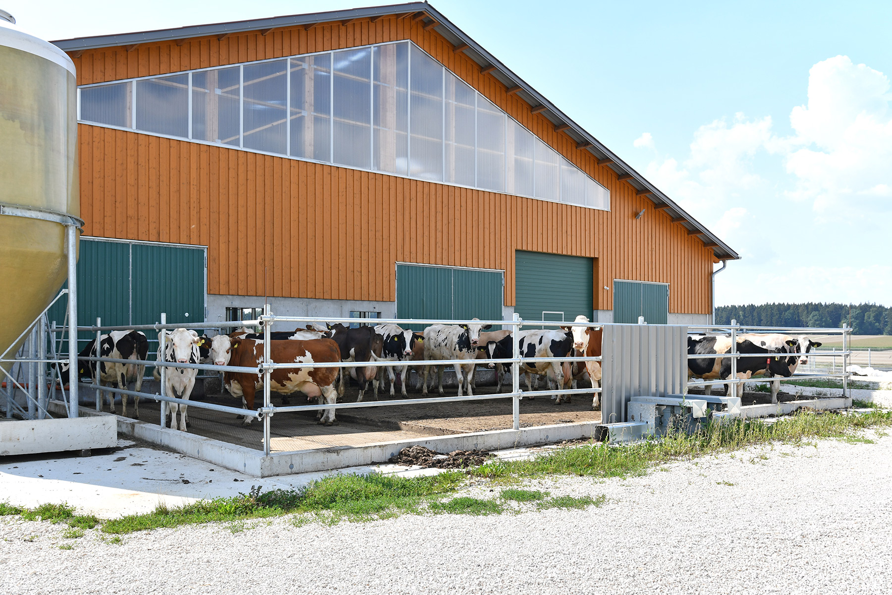Rinderstall mit Holzverkleidung