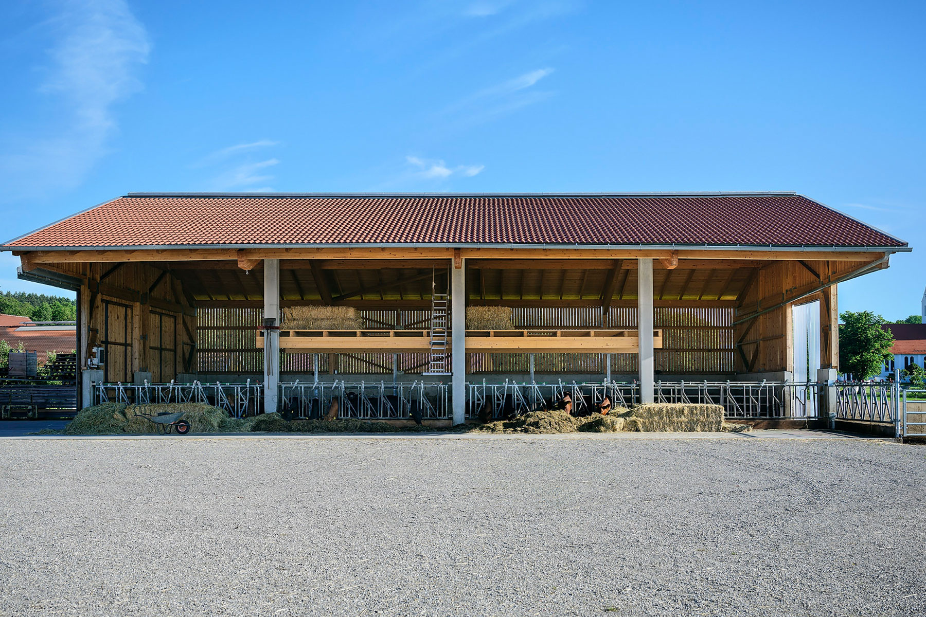 Milchviehstall Stahl-Holz-Rahmen