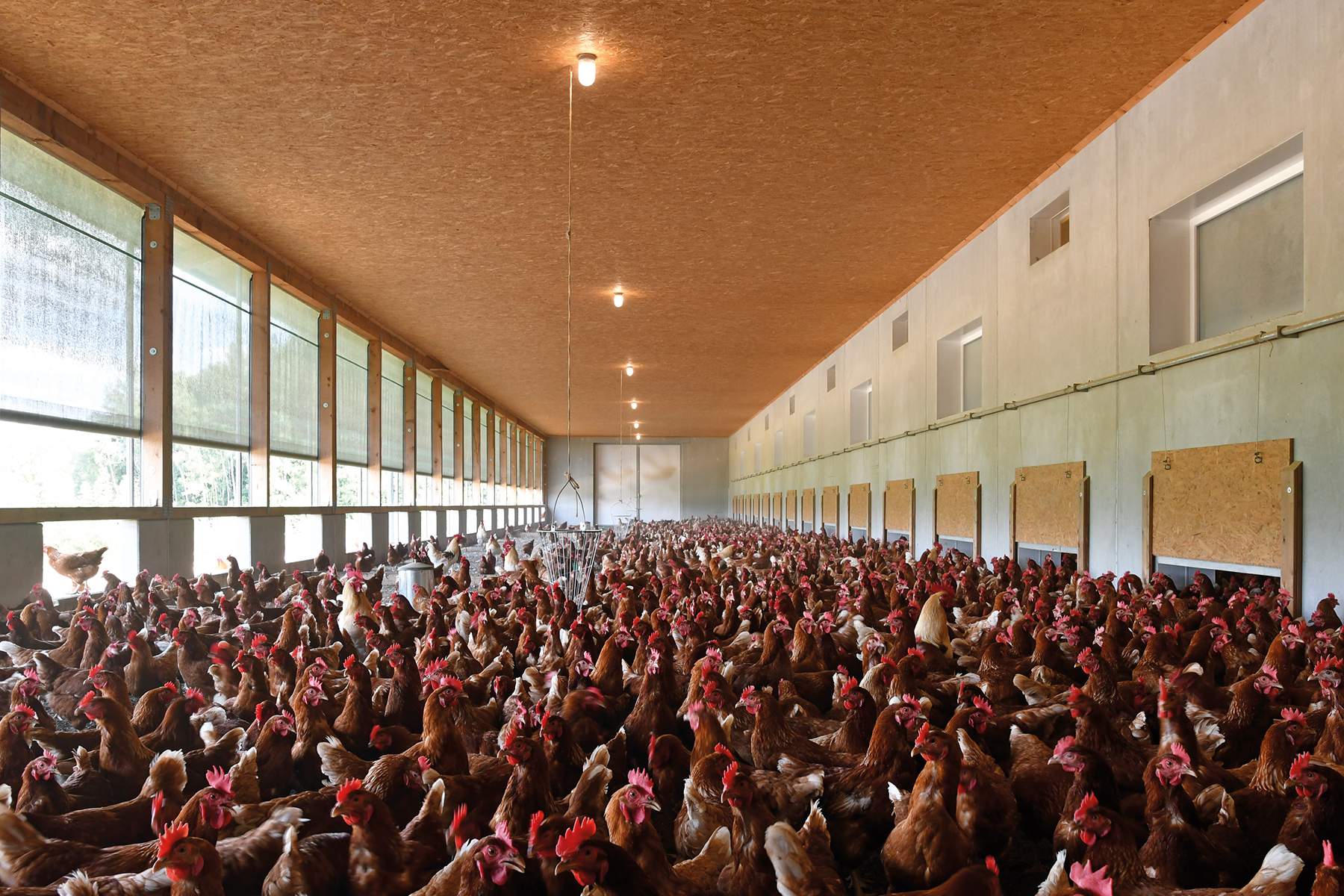 Legehennenstall