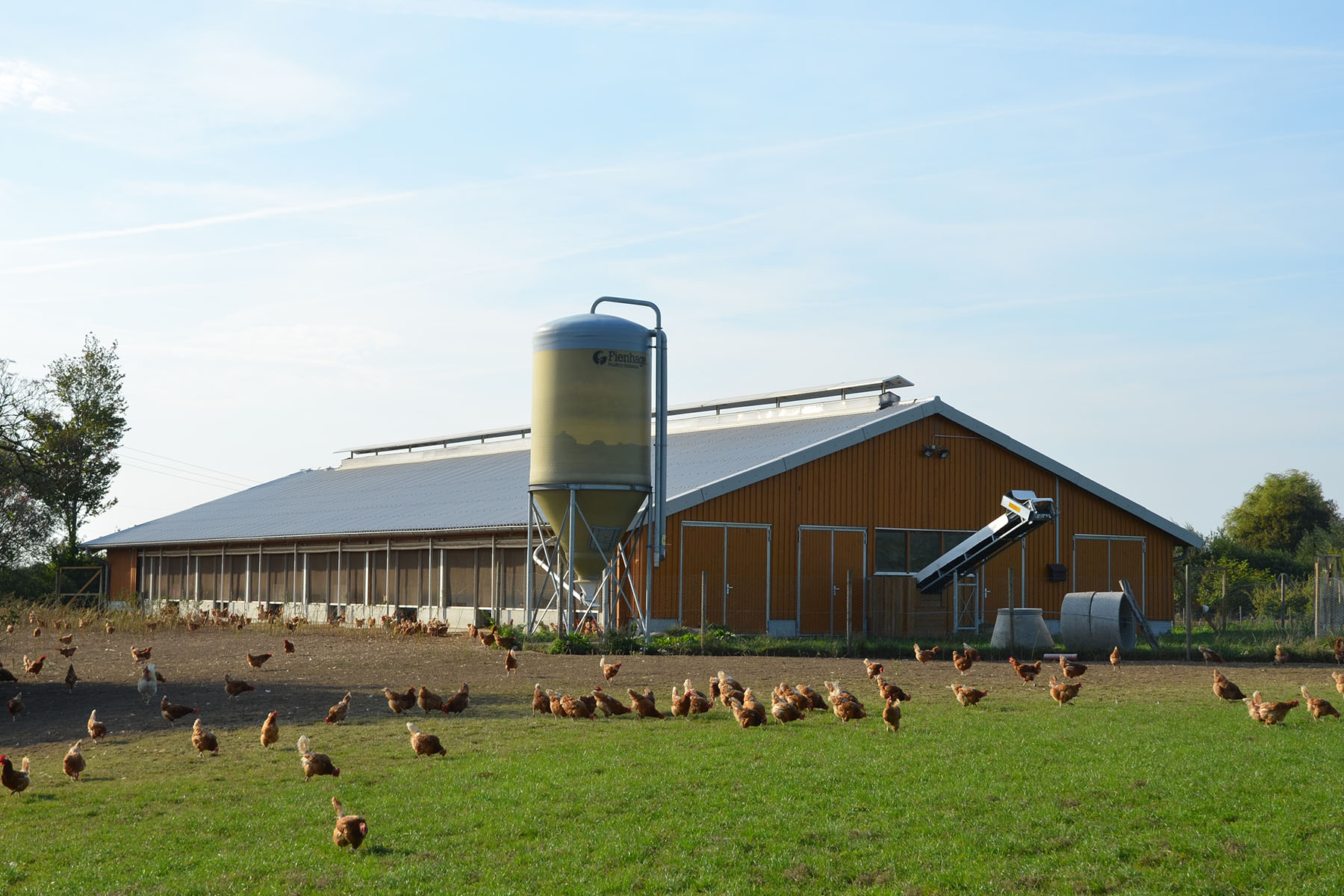Legehennenstall